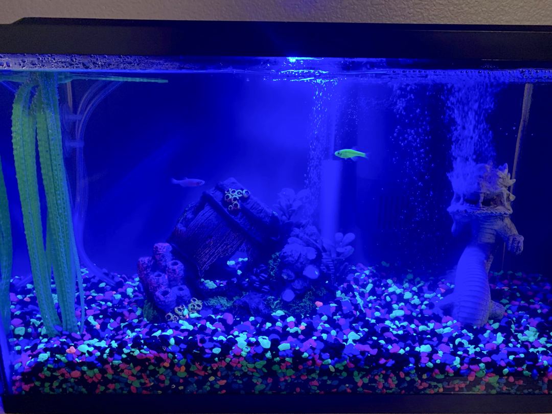 Ted's new pets: Gloria (purple) and Steve (green)