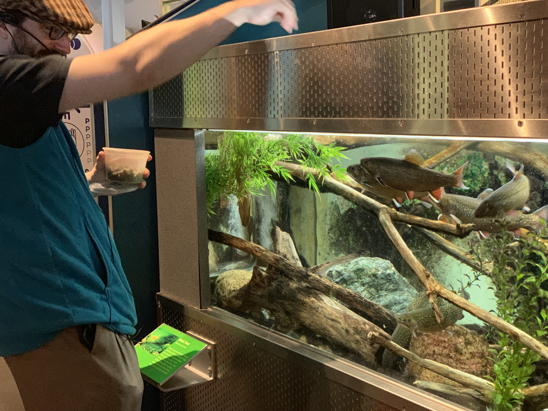Brook trout feeding at the ECHO Leahy aquarium