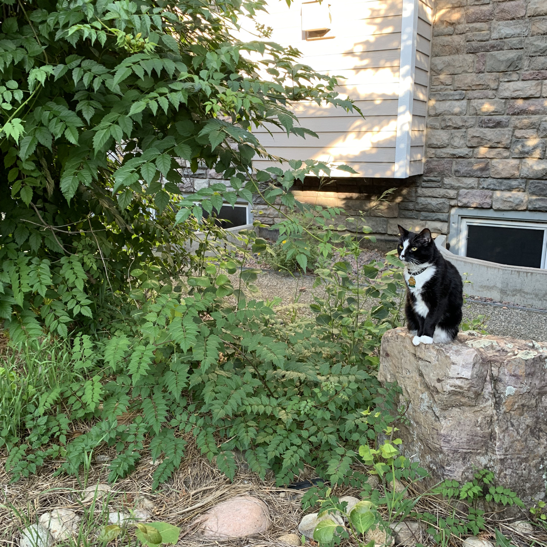 In the jungle