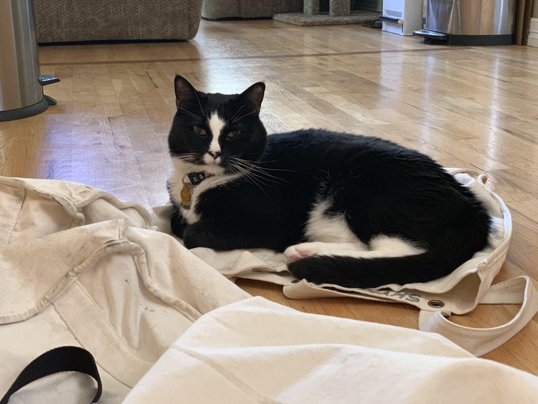 Henry helps put away the groceries