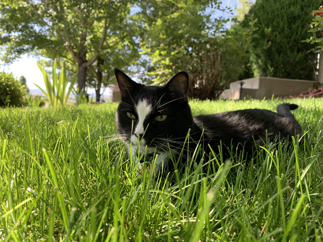 Hiding in the Serengeti