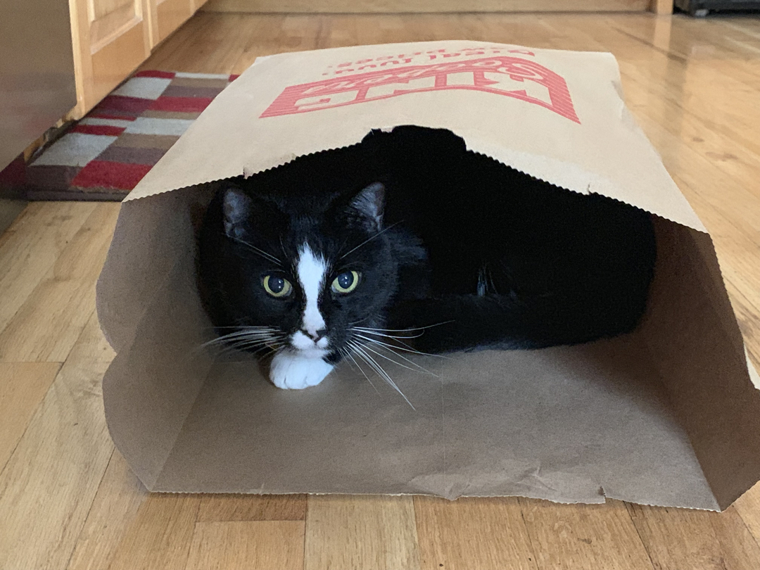 The cat is in the bag