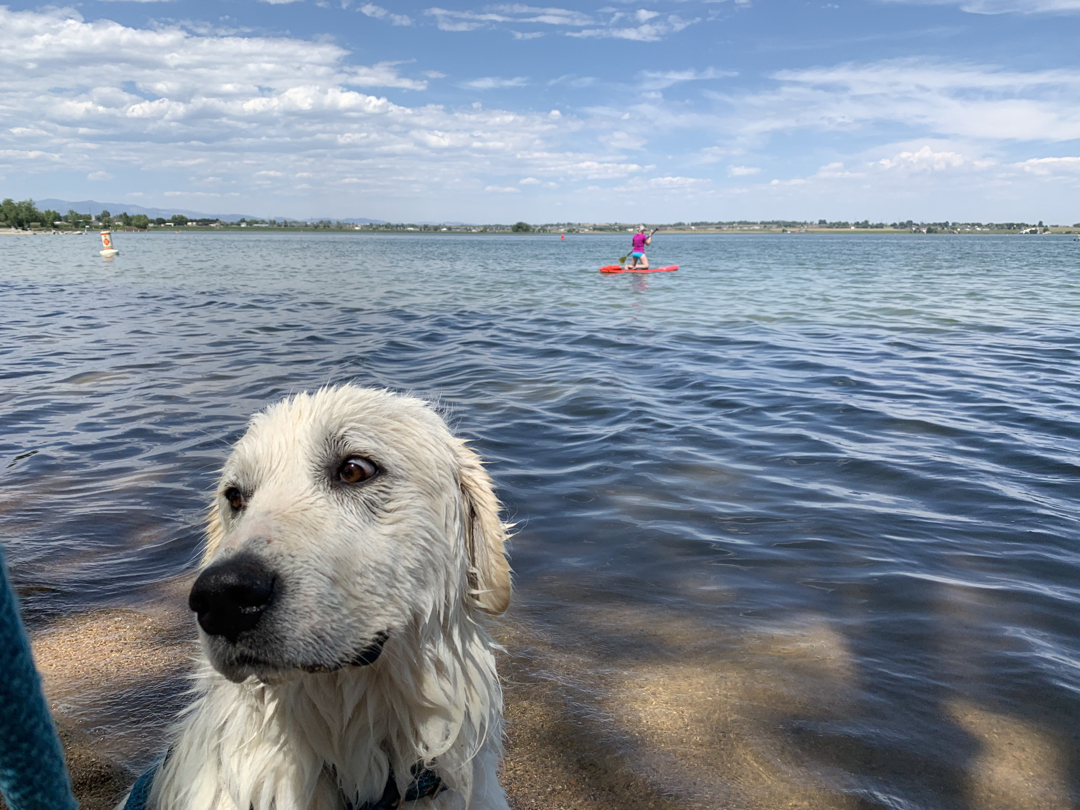 Trying out Melissa's paddleboard while Luna looks on