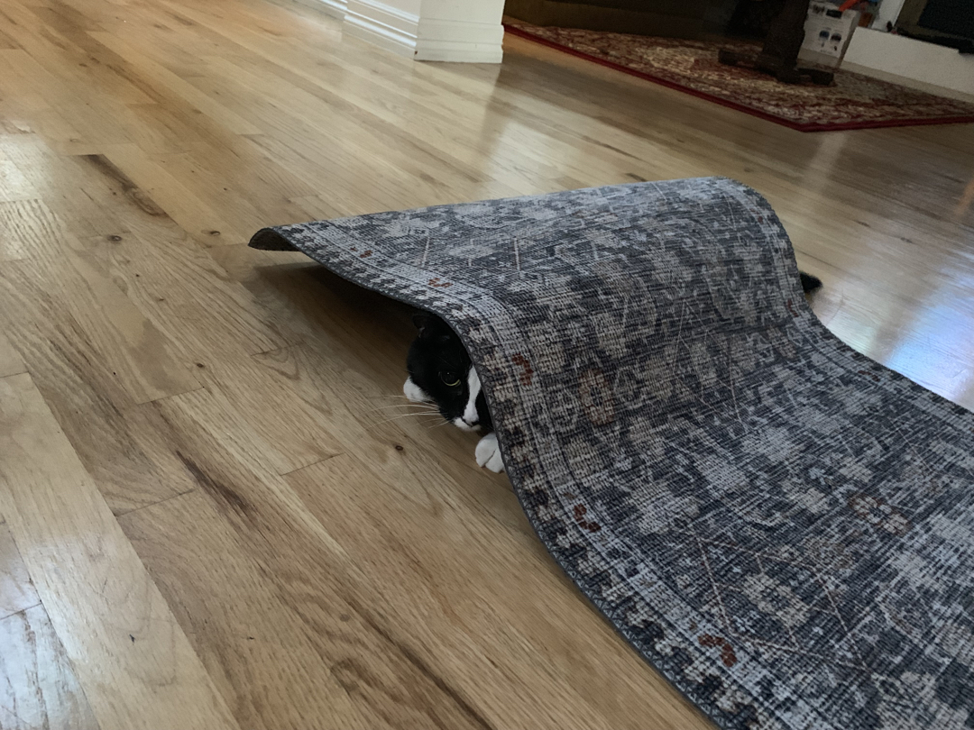 Henry enjoys one of the new rugs