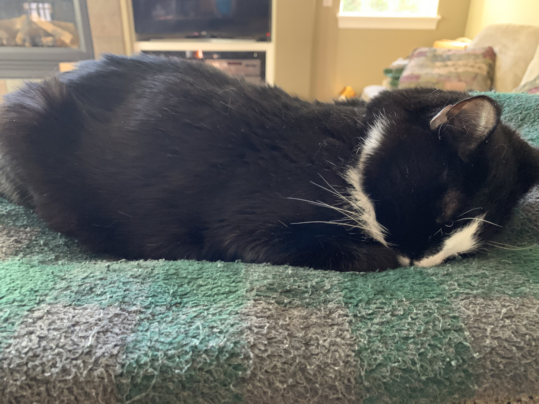 Henry tucks his nose