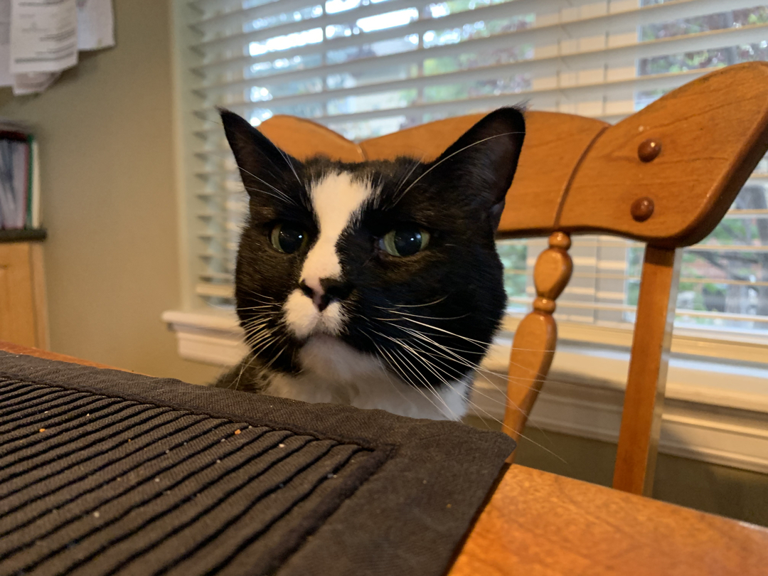 Henry is ready for dinner