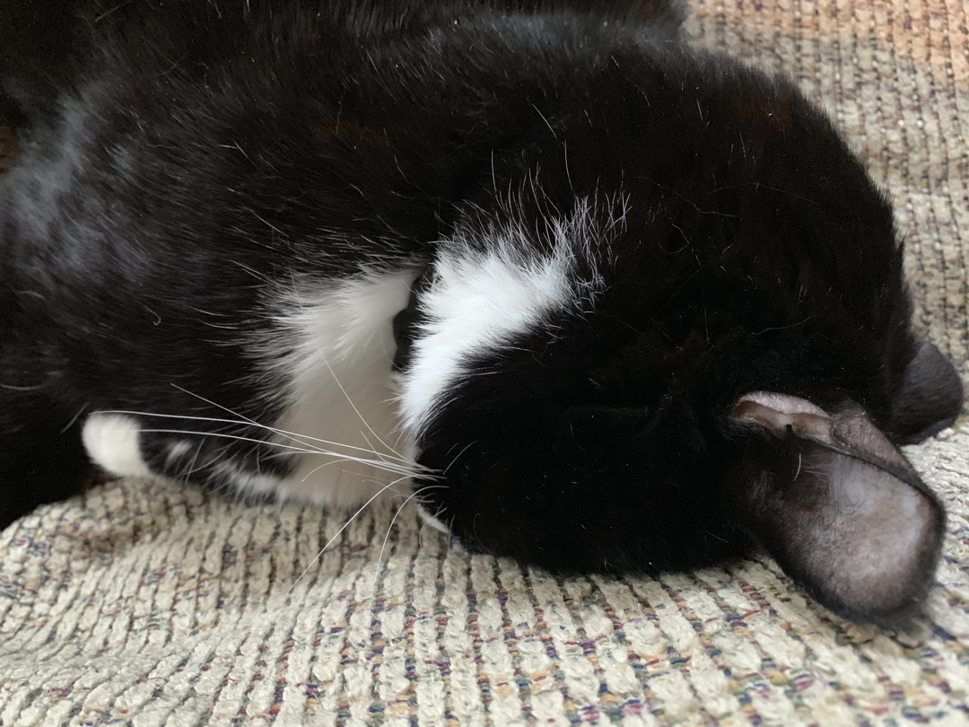 Smooshed face sleeper