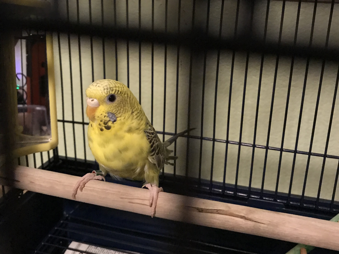 Our new friend, Iro!