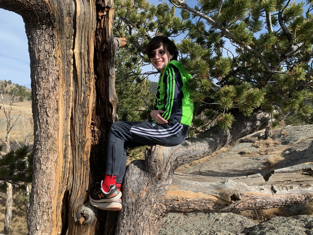 Sitting in a pine tree