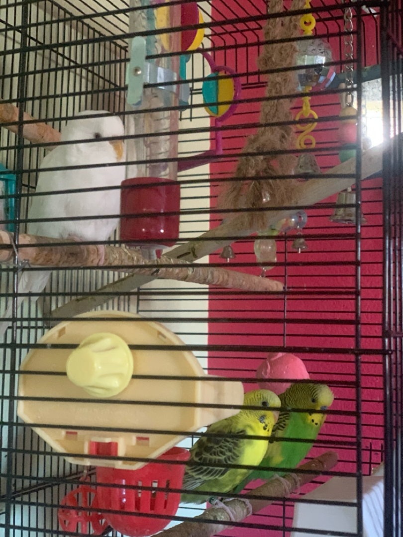 The birds