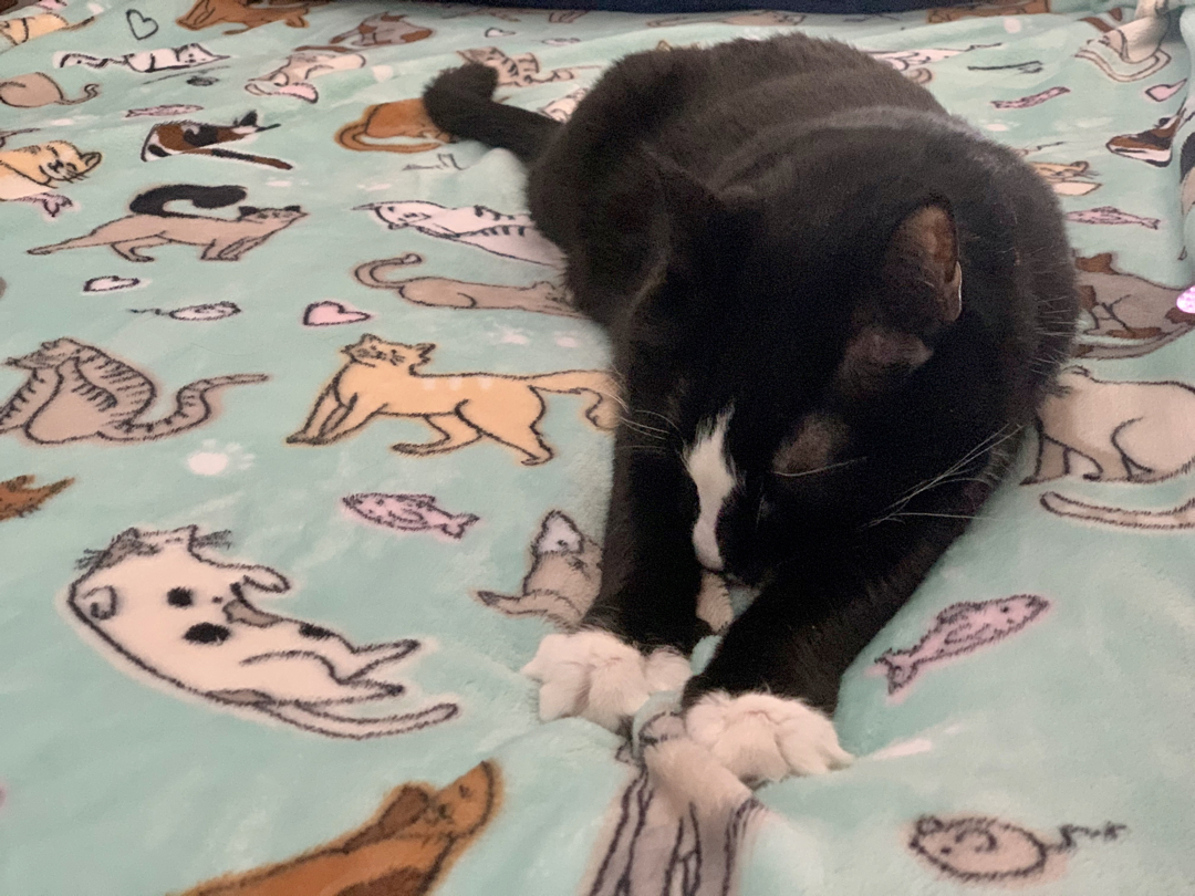 Kitty on the kitty blanket