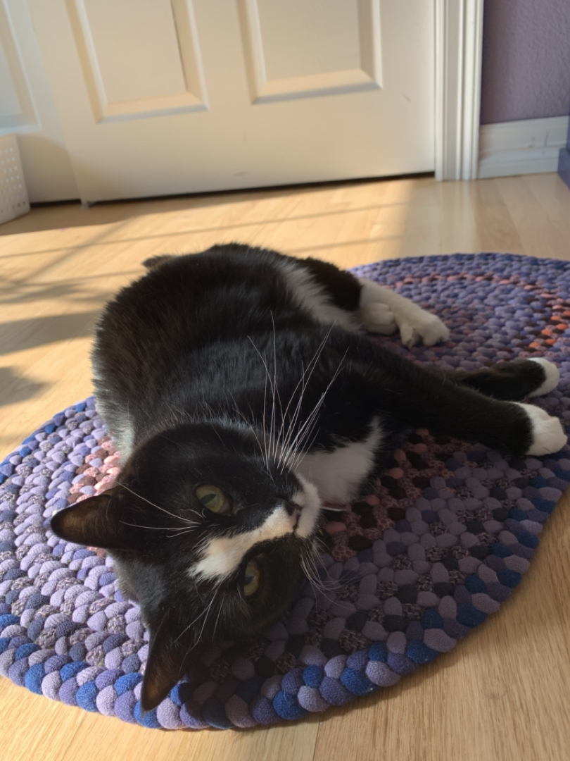 Henry claims a rug