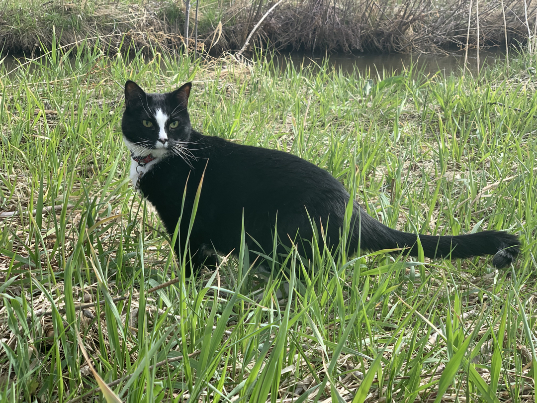 Henry hunts by the creek