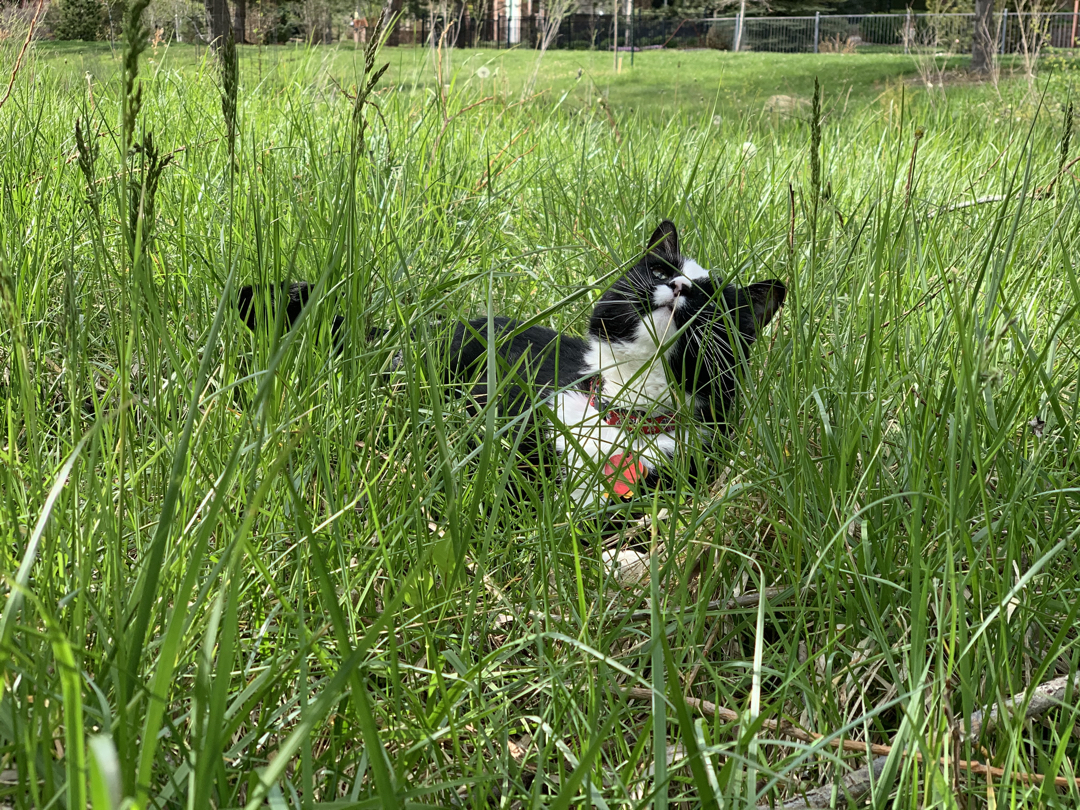 Henry in the grass
