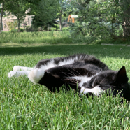 C5EA0B06-D783-47B3-B77B-5372562E34CF.jpeg