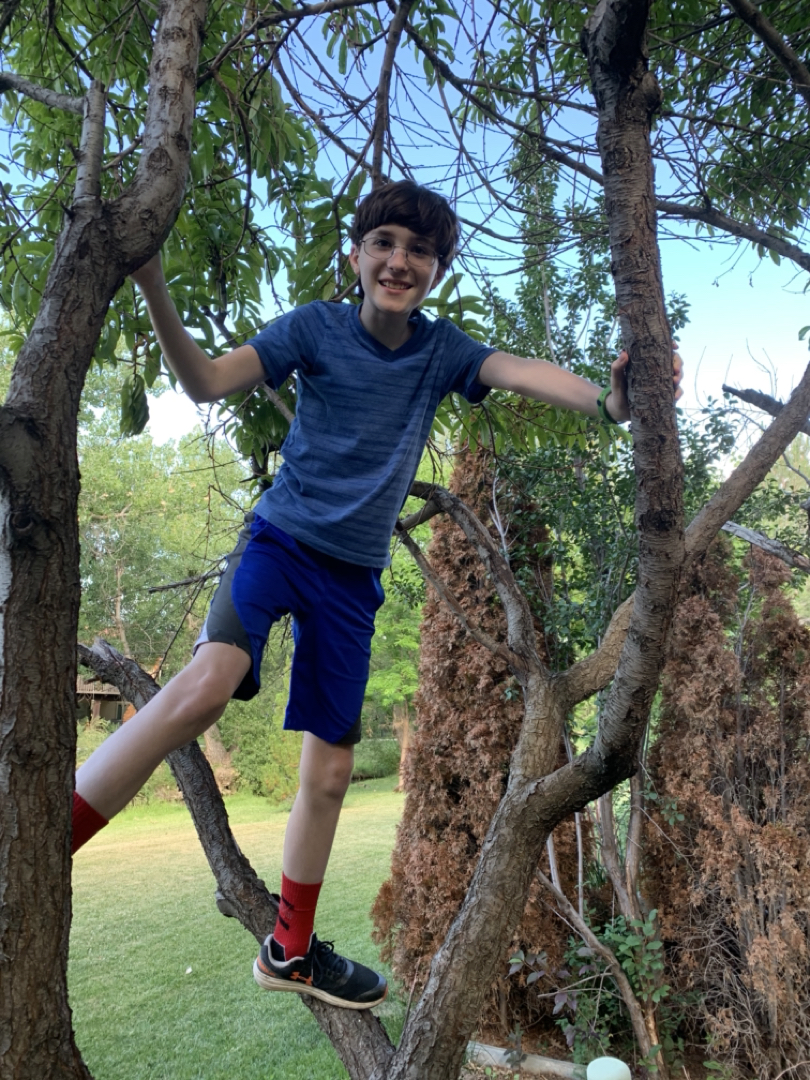 Ted in a tree
