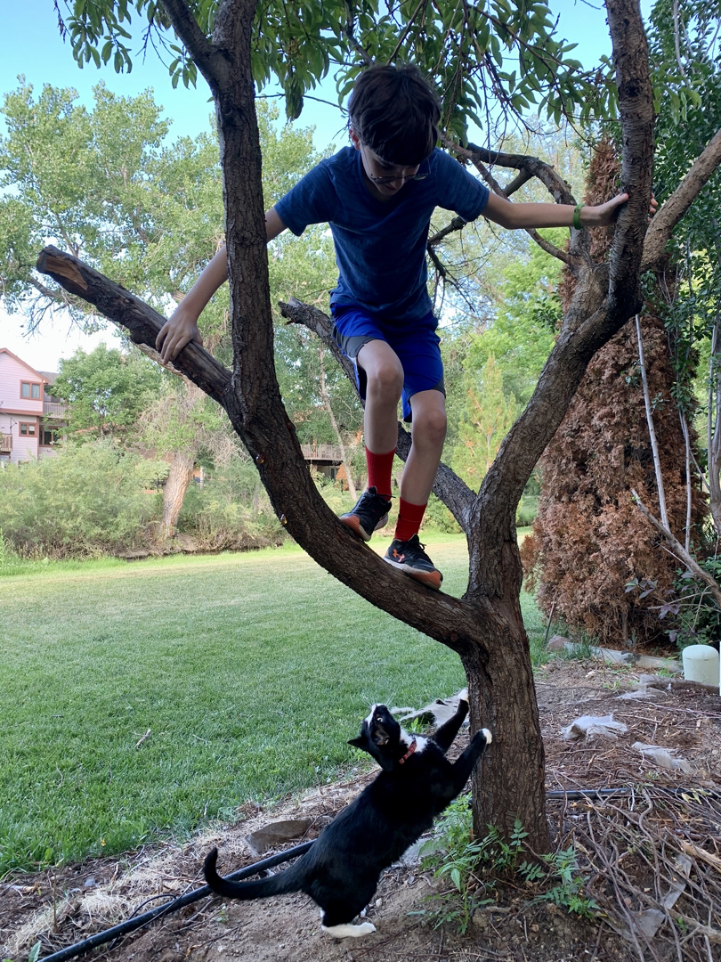 Cat attack!
