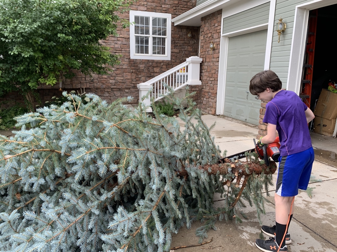 Ted helps cut up the blue spruce