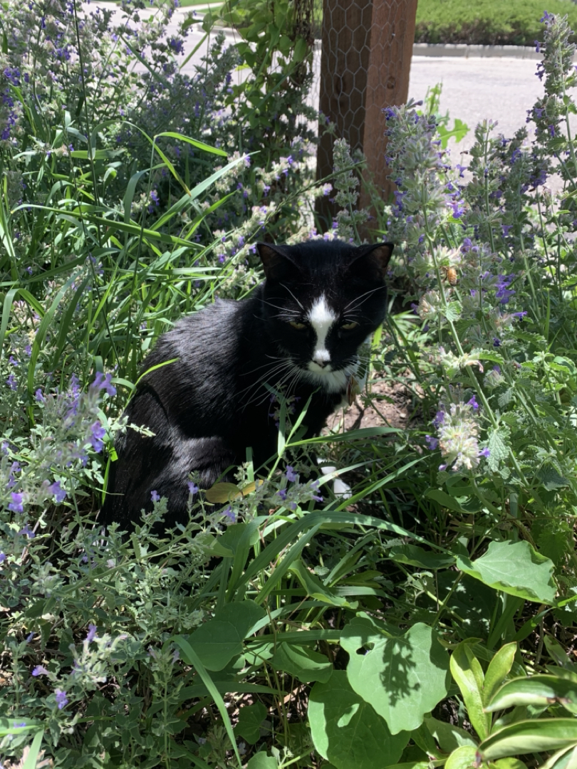 Garden variety cat