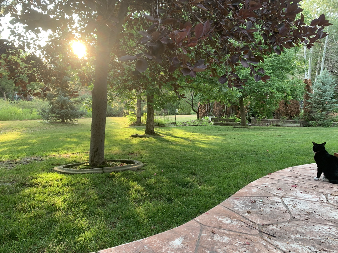 Henry surveys the back yard