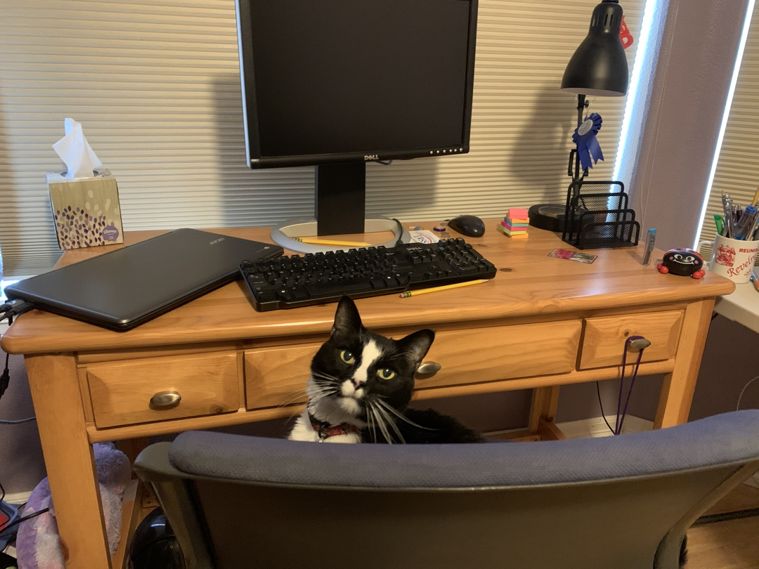 Henry is ready for online school