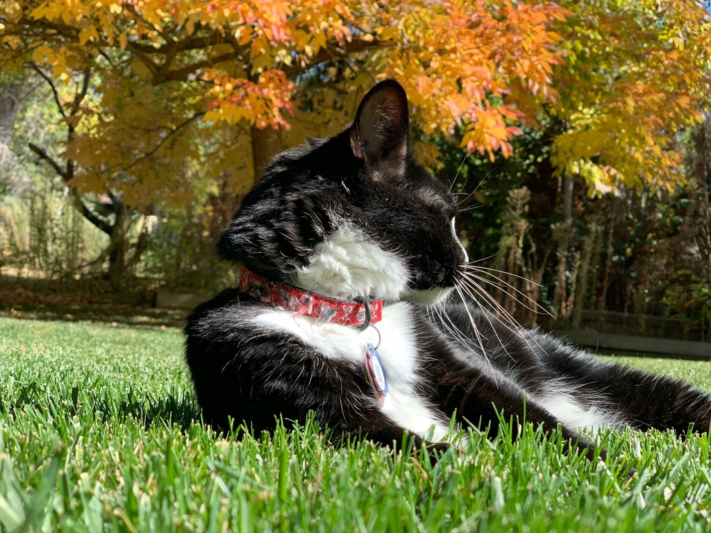 Autumnal Henry