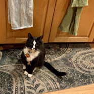 1B001587-580C-4C6F-990B-0C624A629940_1_105_c.jpeg