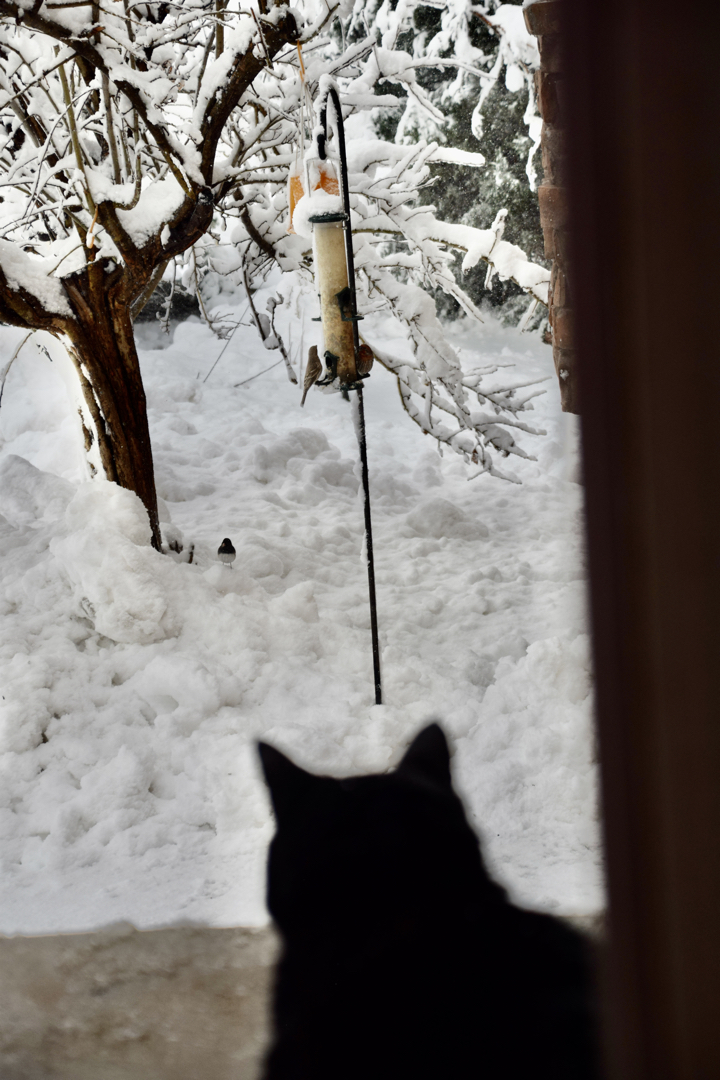 Henry checks out the birds