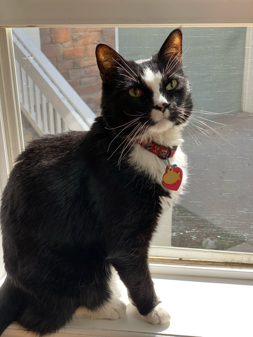 Window cat