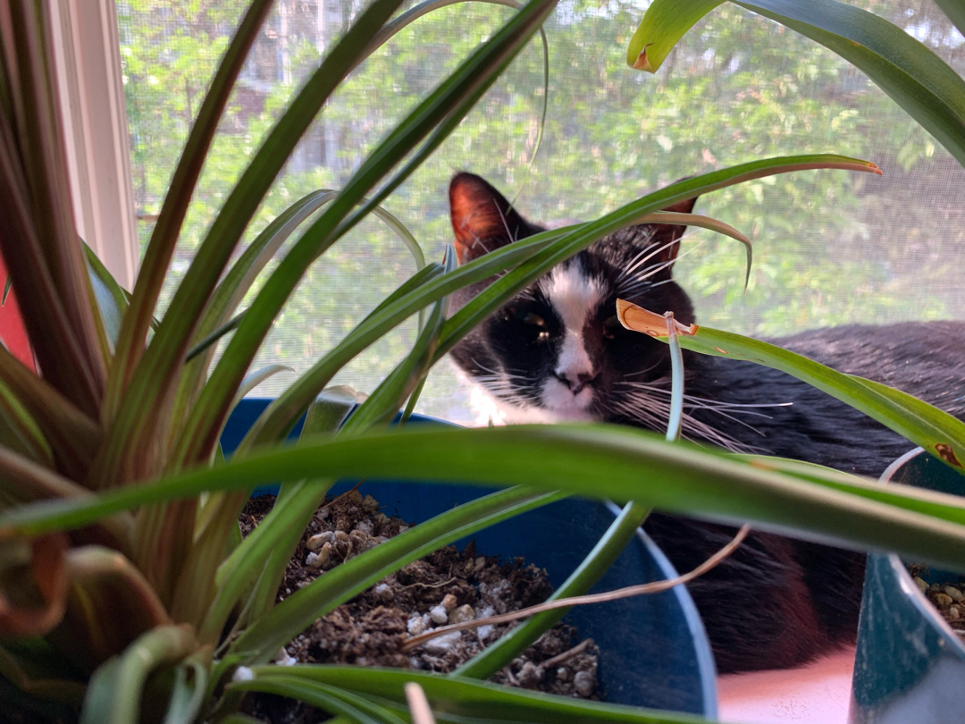 Jungle cat