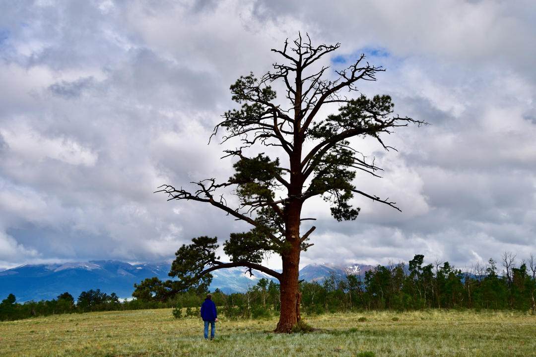 Jeff and a pine tree
