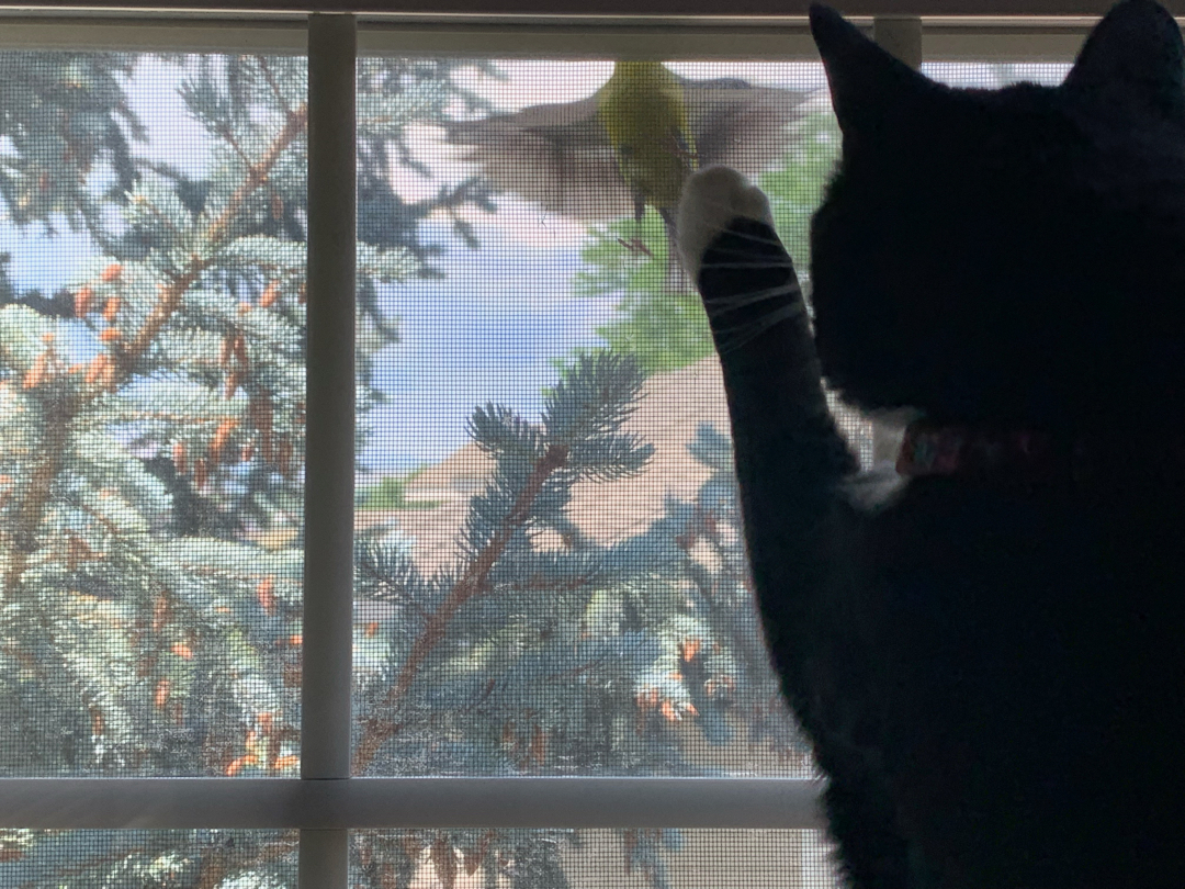 Henry and his goldfinch friend