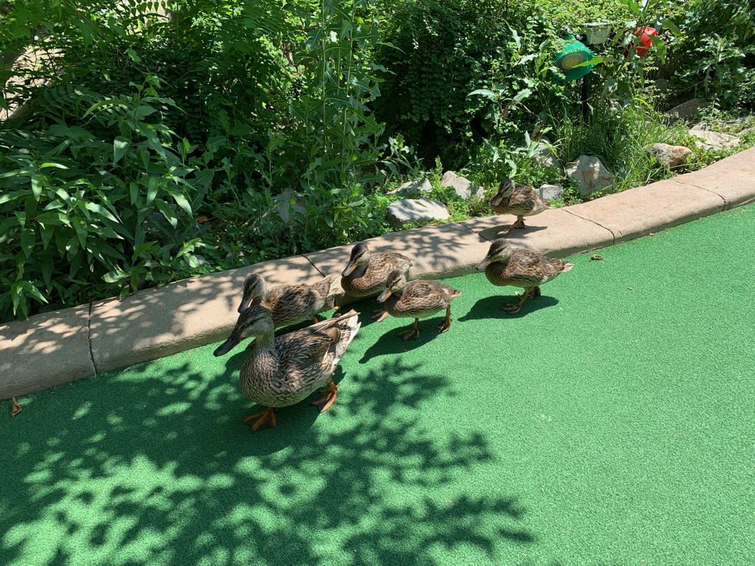 Ducks parade across the putting green