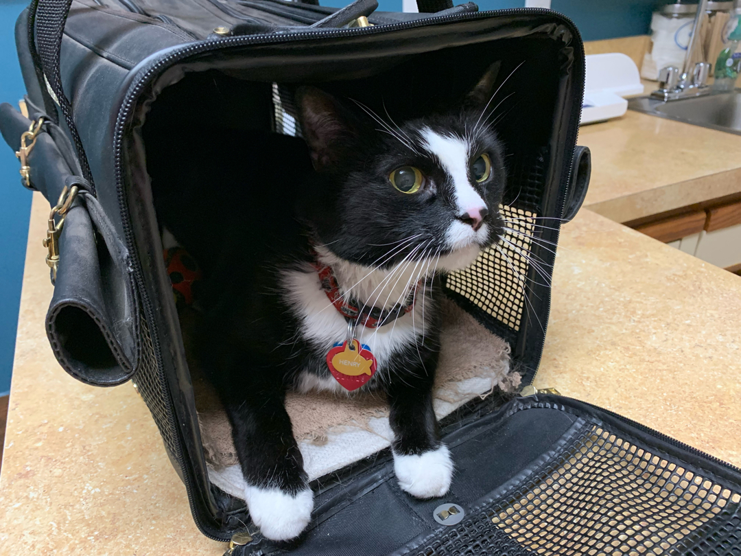 Henry at the vet for a strained elbow