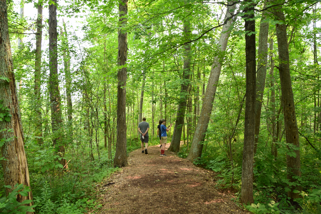 Strolling through Sapsucker Woods at Cornell