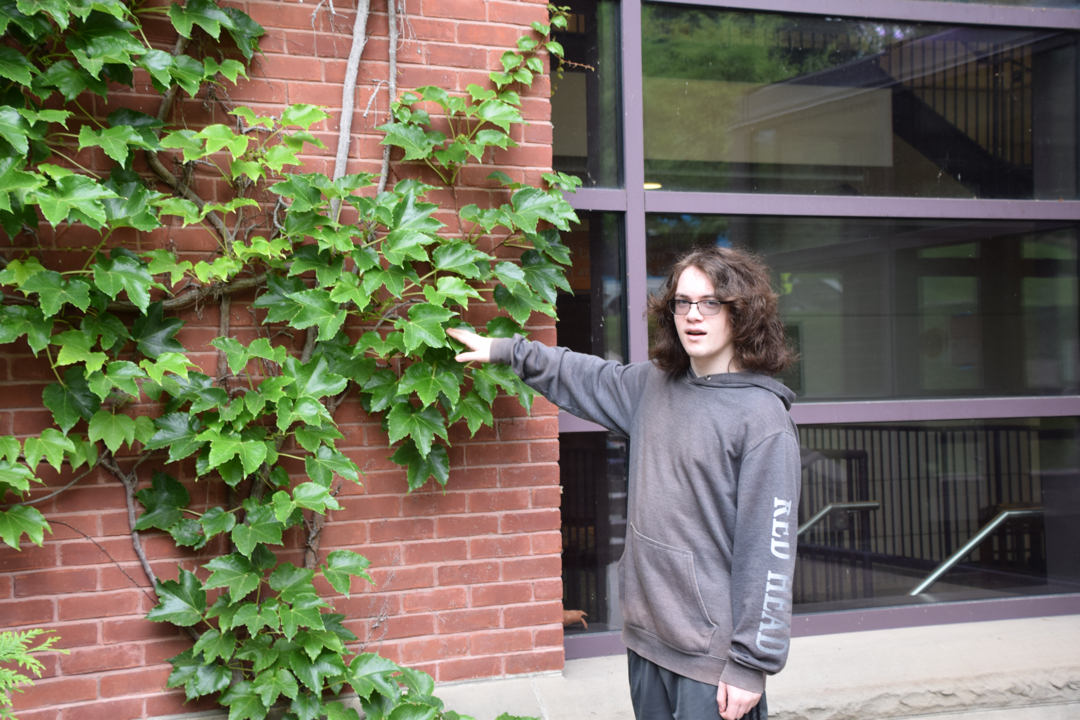 Ivy League ivy at Cornell