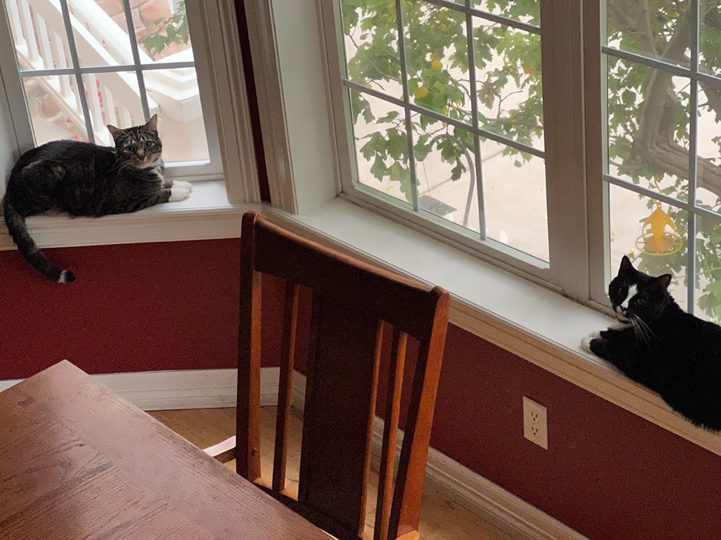Stalking the birds