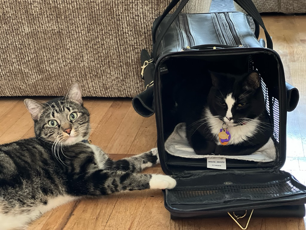 Henry thinks David should leave without his case