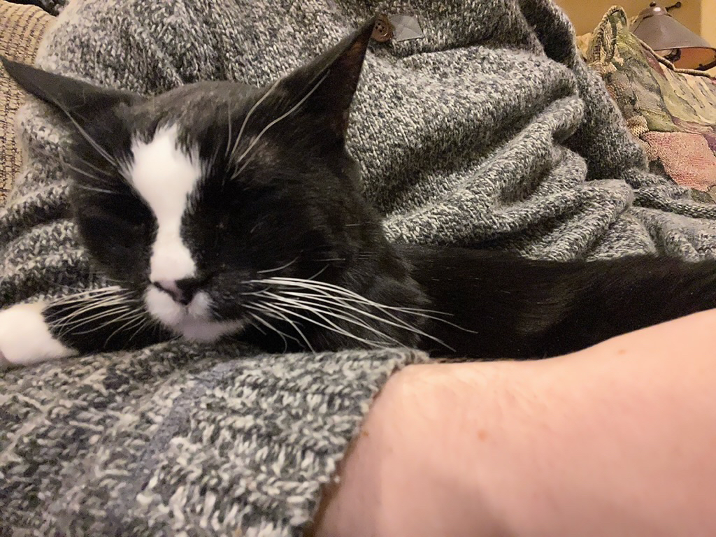 Purry kitty