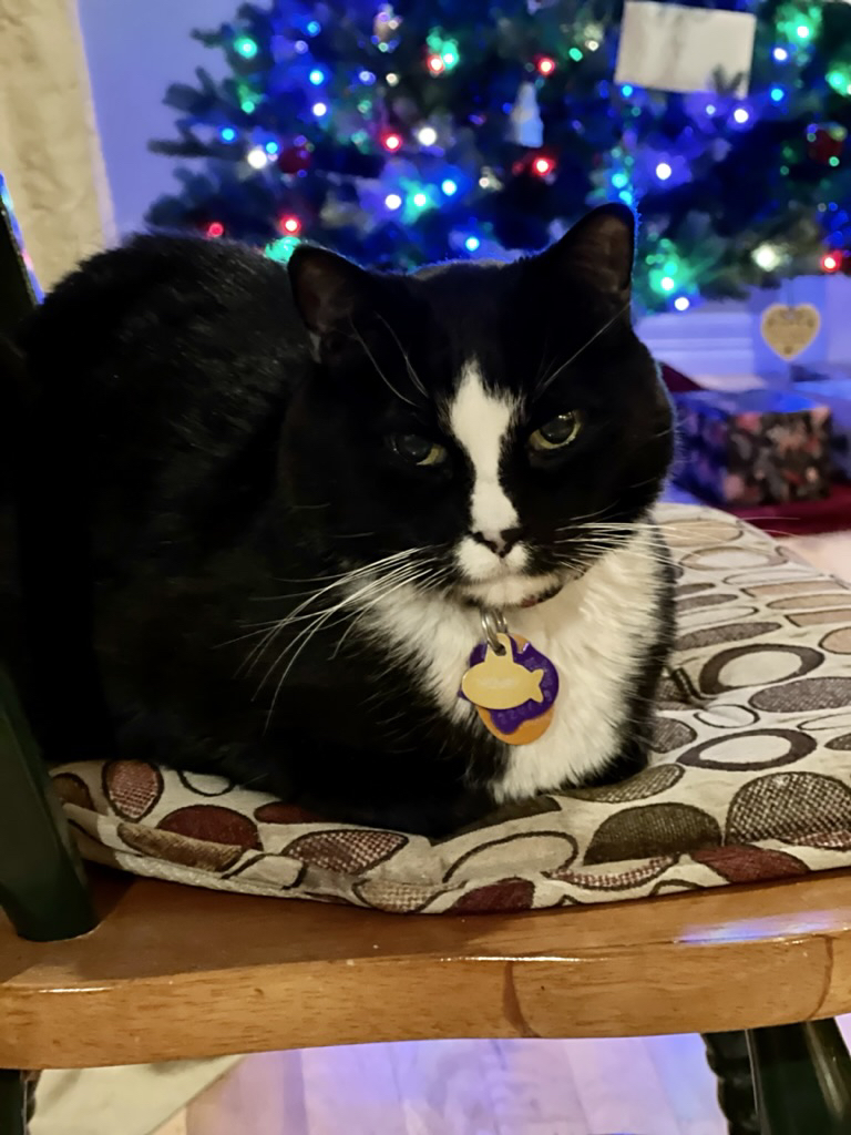 Holiday cat