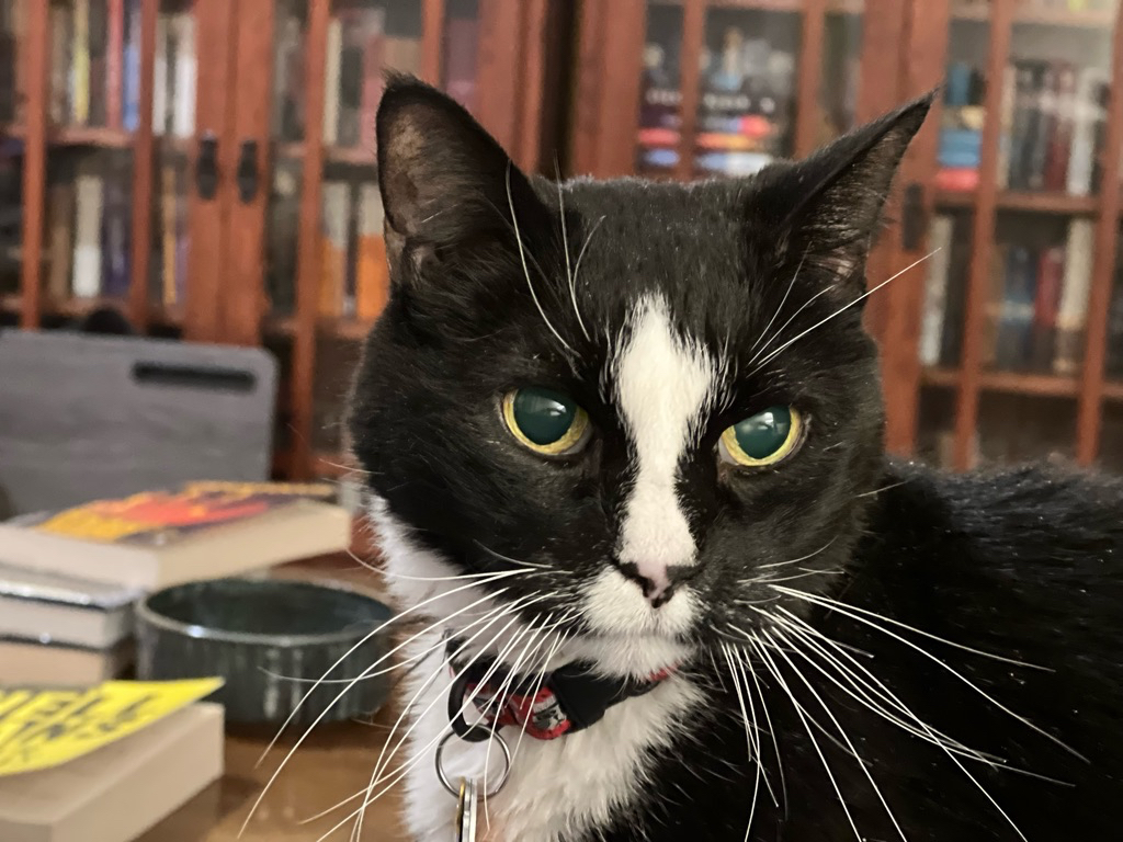 Library cat