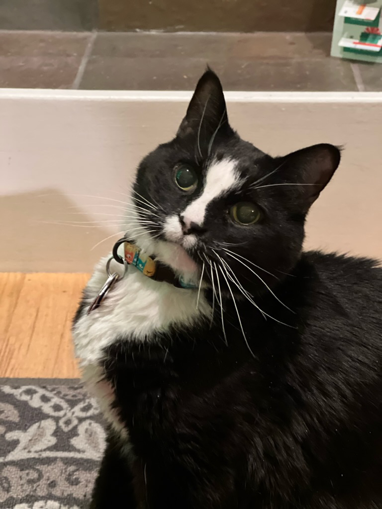 Waiting for catnip toys