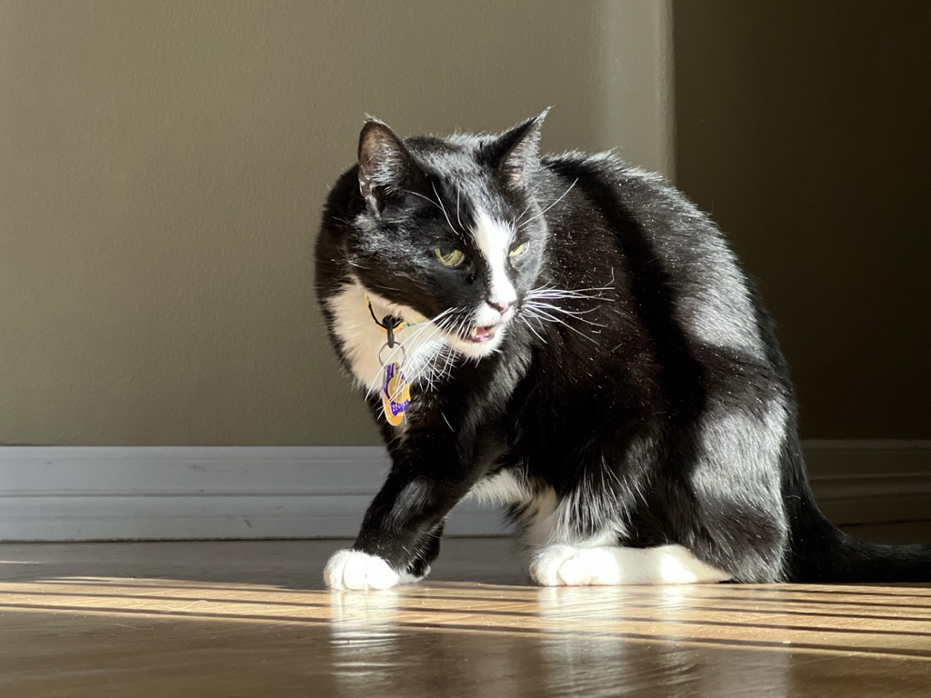 Henry has strong feelings about this sunbeam