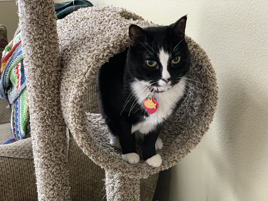 Henry's hanging out in his garage
