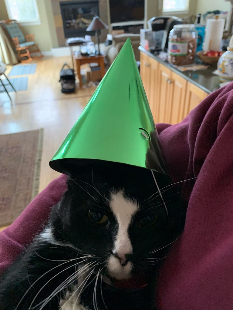 Birthday cat! Henry is 12!