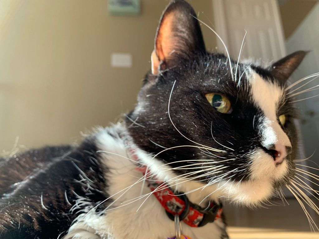Close up in a sunbeam