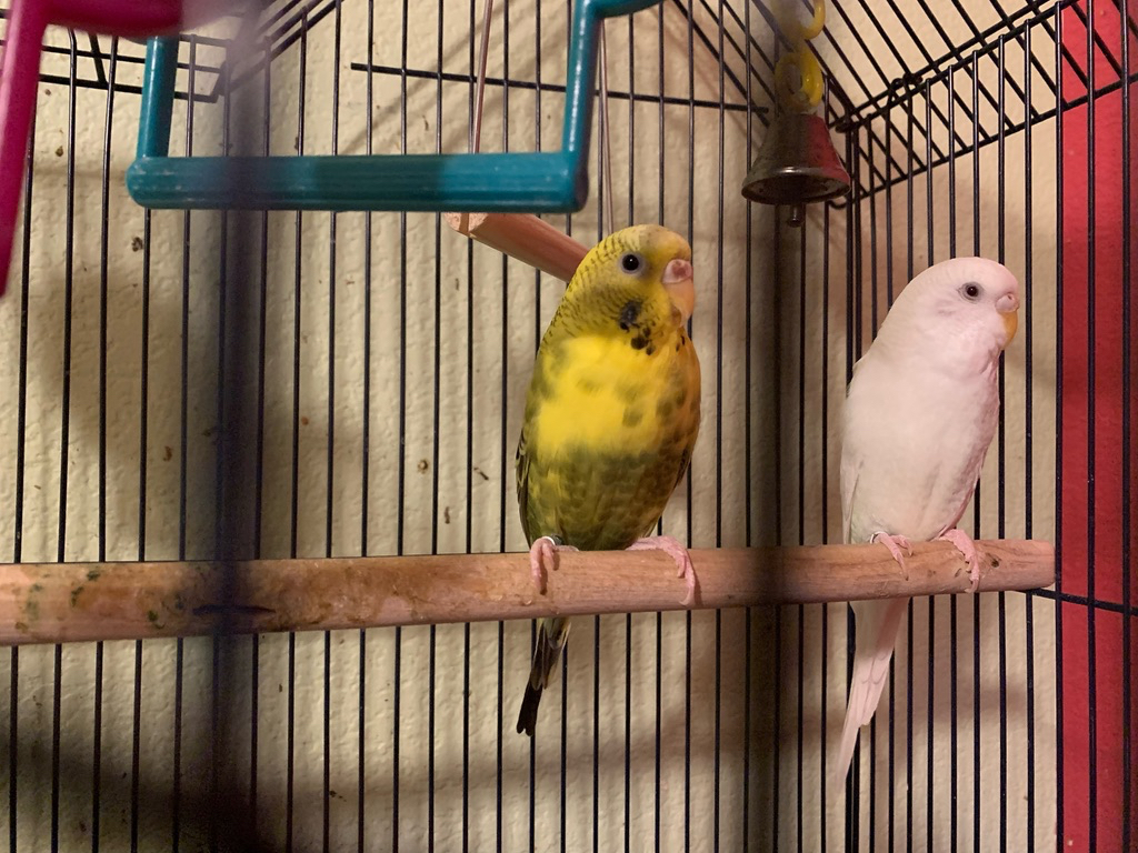 2/3 of the birds are still with us