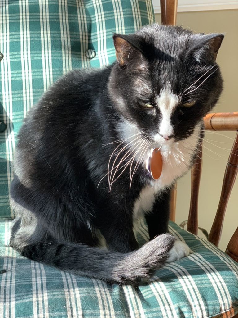 Sunny cat