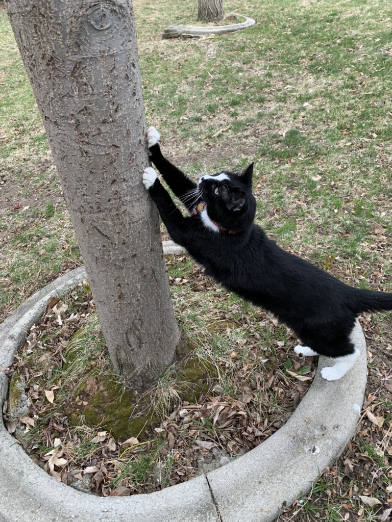 Tree scratch