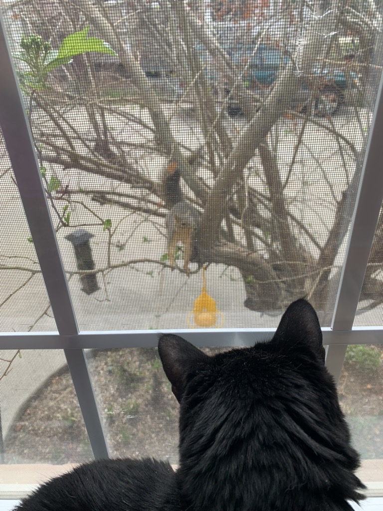 Henry and the squirrel exchange words